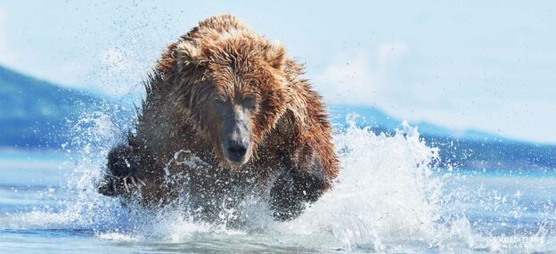 Alaska brown bear chasing salmon, Katmai National Park, Alaska.