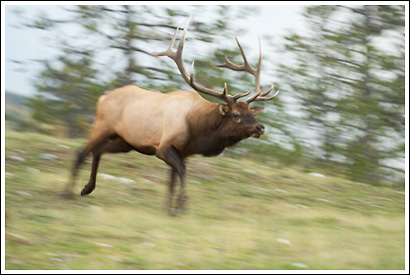 Bull elk, Jasper National Park, Alberta, Canada