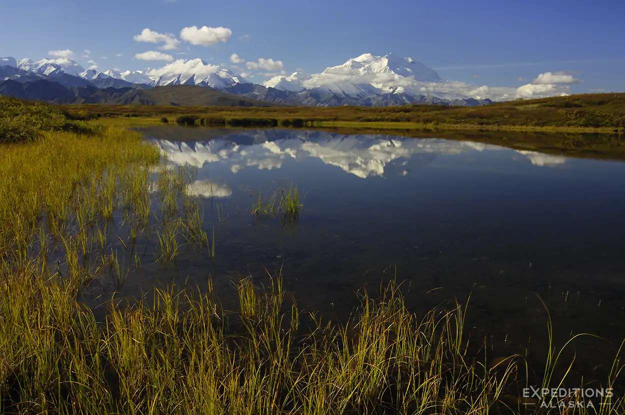 A wide-angle landscape of Mt. Denali reflected in a still tundra pond during autumn, surrounded by red and gold foliage in Denali National Park, Alaska.