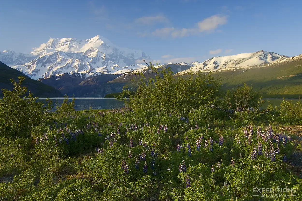 Nootka lupine cover an island in the Taan Fjord, Icy Bay. Mt. St. Elias rises in the background. Icy Bay, Wrangell-St. Elias National Park, Alaska.