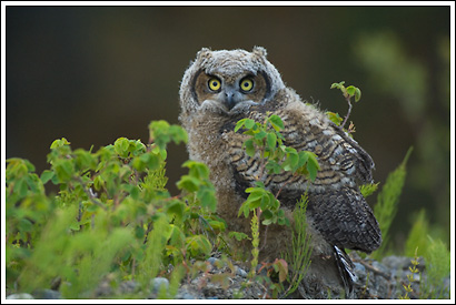 baby Great Horned owl chick, Wrangell St. Elias National Park, Alaska.