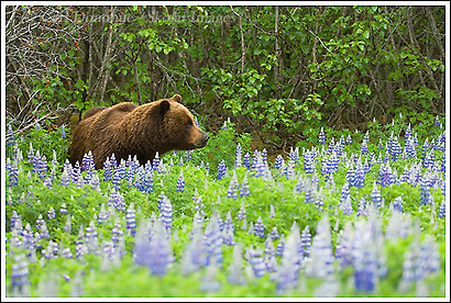 Grizzly bear in a field of lupine, Icy Bay, Wrangell-St. Elias National Park, Alaska.
