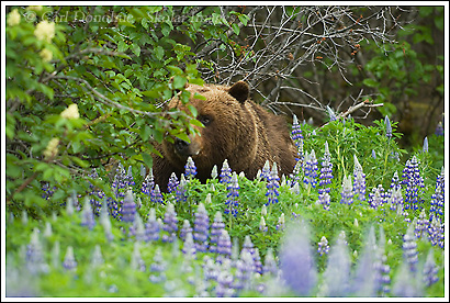 grizzly bear, approaching, wrangell st. elias np, Alaska.