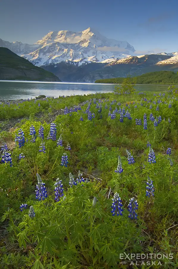Mount St. Elias and Nootka lupine, (Lupinus nootkatensis) Icy Bay