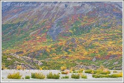 Fall colors, autumn color, Wrangell-St. Elias National Park, Alaska.