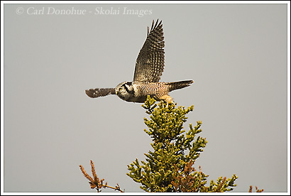 Northern Hawk Owl, Wrangell-St. Elias National Park, Alaska.