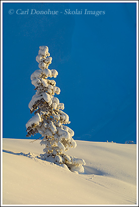 Snow covered spruce tree, Wrangell-St. Elias National Park, Alaska.