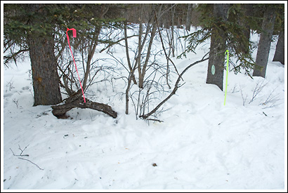 Lynx trap set, compact disc hanging from branch, winter, Wrangell St. Elias National park, Alaska.
