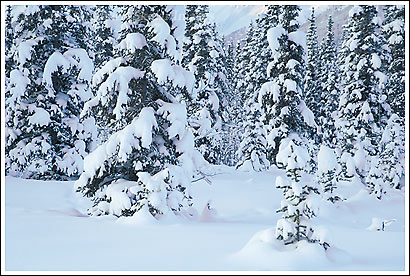 Snow covered white spruce trees in winter, boreal forest, taiga, Wrangell-St. Elias National Park, Alaska.