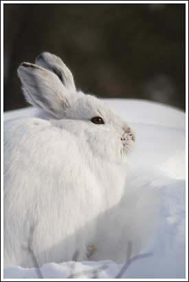 Snowshoe hare, winter molt, white fur, Wrangell-St. Elias National Park, Alaska.