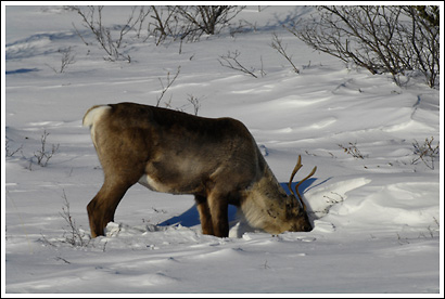 A caribou cow digging under snow for food, feeding on lichens and grasses, in winter, Wrangell-St. Elias National Park, Alaska.