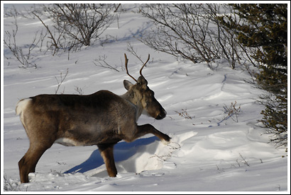 A caribou cow uses her front hooves for digging through snow, to get at lichens and grasses to feed on, winter, Wrangell-St. Elias National Park, Alaska.