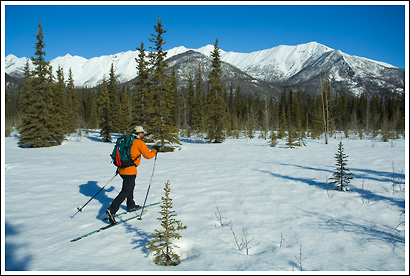 Skier, cross country skiing, springtime, in the forest, Wrangell-St. Elias National Park, Alaska.