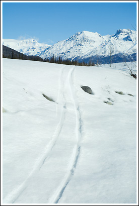 Cross country ski tracks, Wrangell-St. Elias National Park, Alaska.