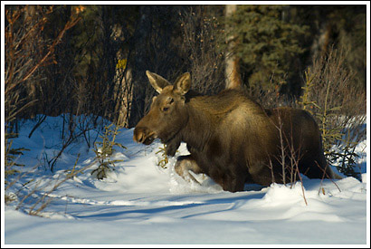A young bull moose wades through deep powdery snow, winter, boreal forest, Wrangell-St. Elias National Park, Alaska.
