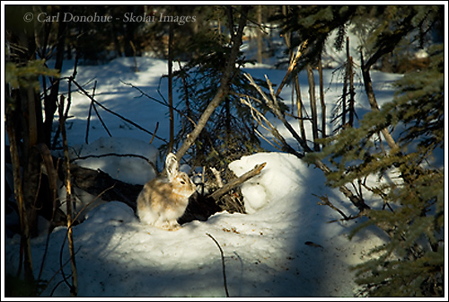 A snowshoe hare (Lepus americanus) molting to summer coat, Wrangell St. Elias National Park, Alaska.