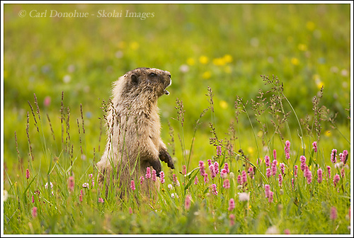 Hoary Marmot, Wrangell-St. Elias National Park, Alaska.