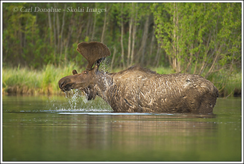 Bull Moose (Alces alces) shaking water from antlers, in a lake, springtime, Wrangell-St. Elias National Park, Alaska.