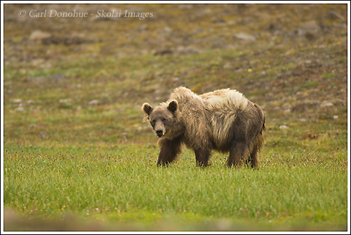 A grizzly bear (Ursus arctos) on the tundra in Chitistone Pass, Wrangell-St. Elias National Park, Alaska.