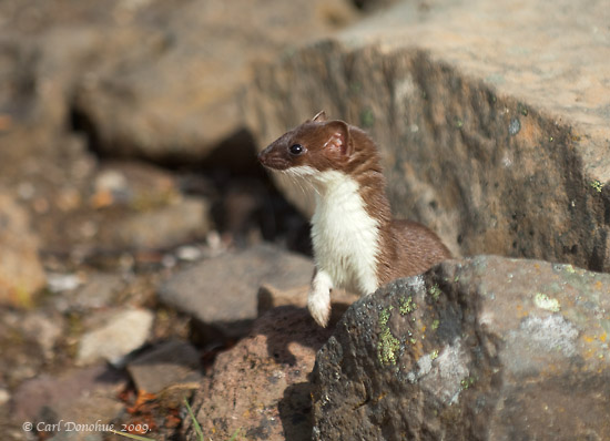 Least Weasel photo, on a rock, Skolai pass, Wrangell-St. Elias National Park, Alaska.