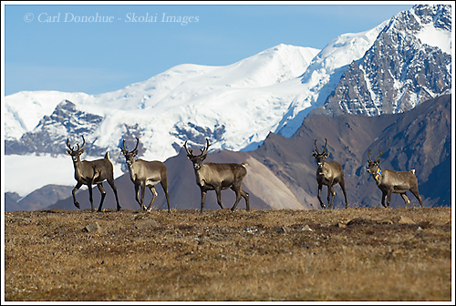 Woodland Caribou herd, Skolai Pass, the University Range in the background, Wrangell-St. Elias National Park, Alaska.