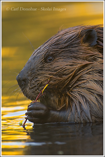 An adult beaver browsing on willow leaves in a pond, Wrangell-St. Elias National Park, Alaska.