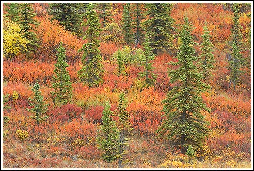 Fall colors glow in the boreal forest, Wrangell-St. Elias National Park, Alaska.
