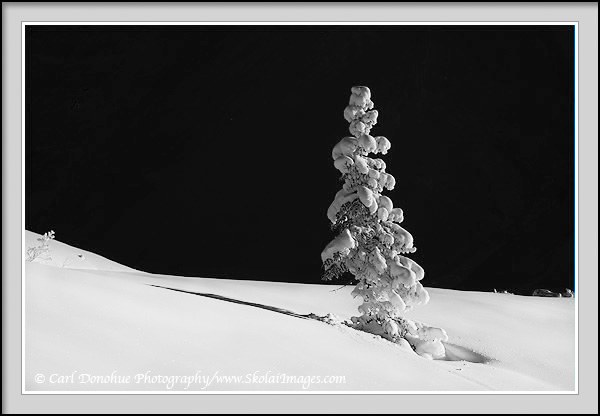 Black and white photo of snow covered spruce tree, in winter, Wrangell-St. Elias National Park and Preserve, Alaska.