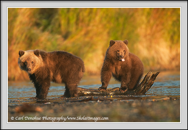 2 grizzly bear cubs, twins, cubs of the year, Katmai National Park, Alaska.