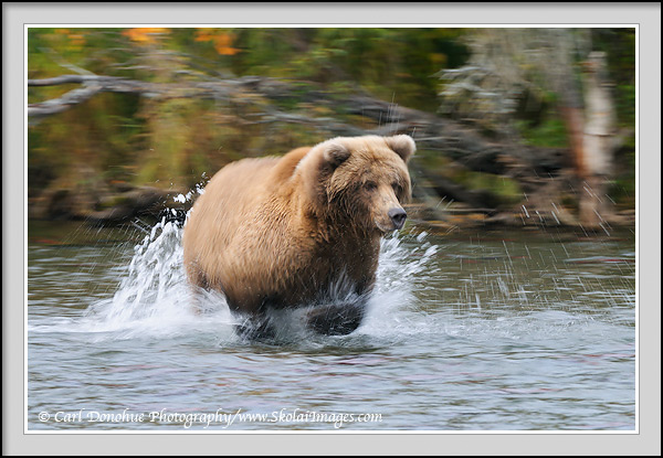 A slow shutter speed blurs the speed of a grizzly bear chasing a Sockeye Salmon in Brooks River, Katmai National Park, Alaska.