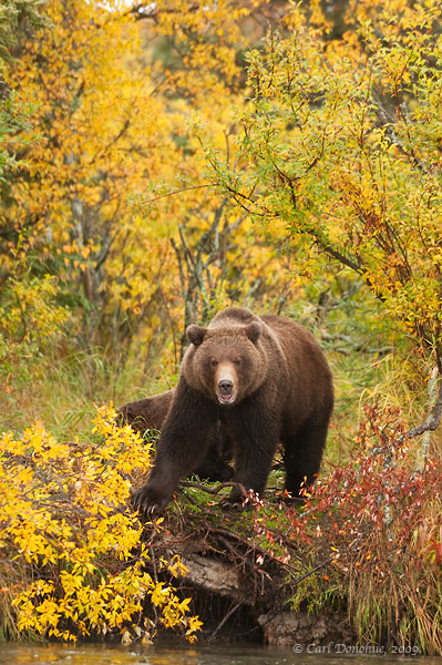 Grizzly bear, or brown bear, in fall foliage, Katmai National Park, Alaska.