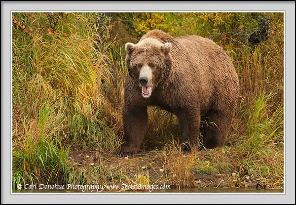 An adult grizzly bear opens its mouth wide, teeth bared, Katmai National Park, Alaska.