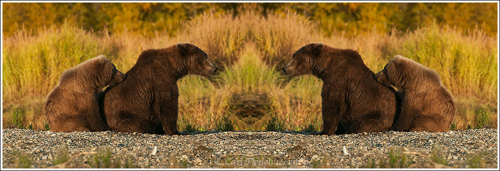 A digital composite of a grizzly bear sow and cub, flipped and doubled.