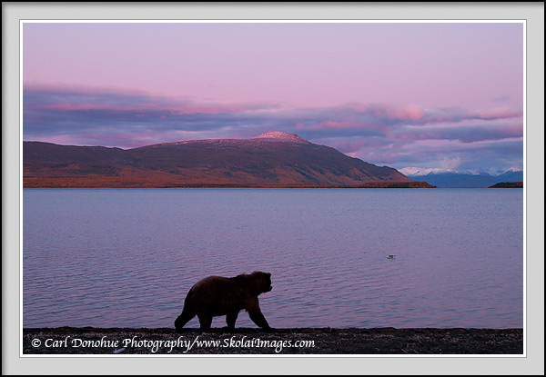 A grizzly bear stands and looks over Naknek Lake at Sunset, toward Mount La Gorce, Katmai National Park, Alaska.