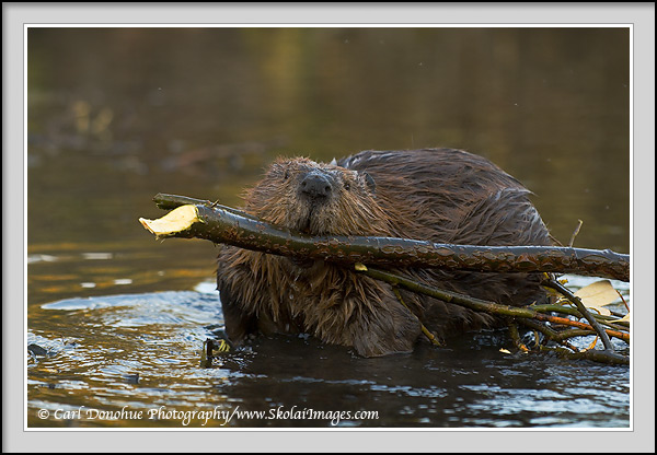 A beaver (Castor canadensis) hauling willow back to his lodge, Wrangell-St. Elias National Park and Preserve, Alaska.