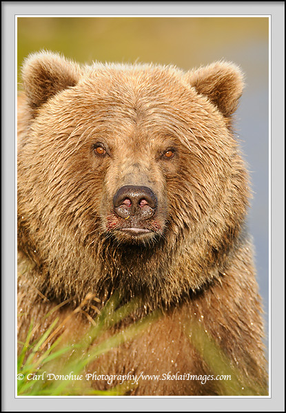 A grizzly bear (Ursus arctos) headshot, Katmai National park and Preserve, Alaska.