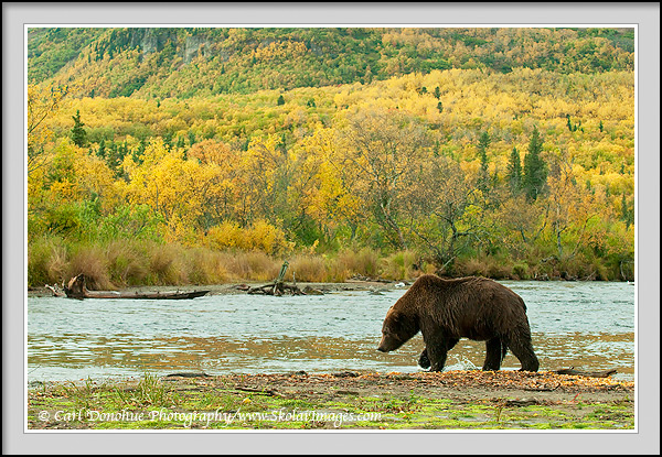 A grizzly bear stands poised beside Brooks River, vibrant fall colors in the background, as he fishes for Sockeye Salmon. Katmai National park and Preserve, Alaska.