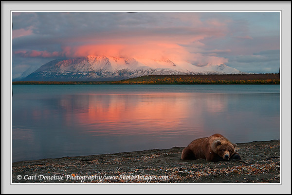 A Grizzly bear rests at Sunset