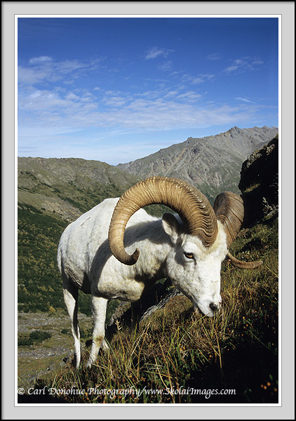 A dall sheep ram approaches while it grazes on the high alpine tundra, DenalI National Park and Preserve, Alaska.
