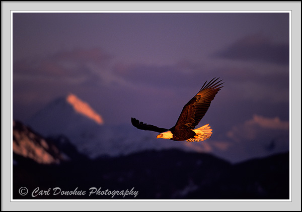 Bald eagle soaring against mountains, sunset, Kachemak Bay State Park, Homer, Alaska.