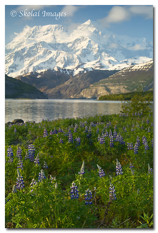 Mount St. Elias and Nootka lupine, (Lupinus nootkatensis) Icy Bay