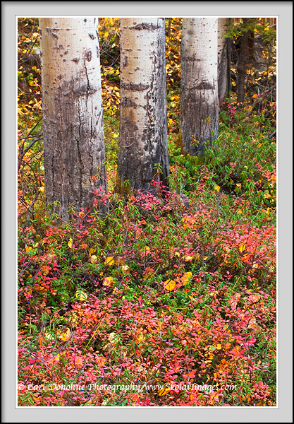 Fall in the boreal forest, aspen tree trunks, Wrangell-St. Elias National Park and Preserve, Alaska.