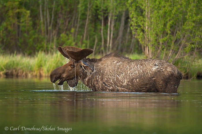 Bull moose, Wrangell-St. Elias National Park, Alaska