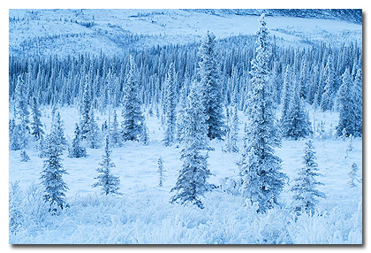 Snow covered spruce trees in the boreal forest, Wrangell St. Elias National Park, Alaska.