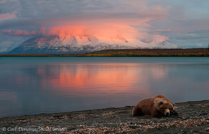 Grizzly bear and sunset, Katmai National Park and Preserve, Alaska