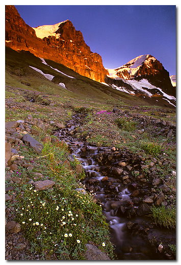 Mountain Avens and Dwarf Fireweed, Hole in the Wall, Skolai Pass, Wrangell St. Elias National Park and Preserve, Alaska.