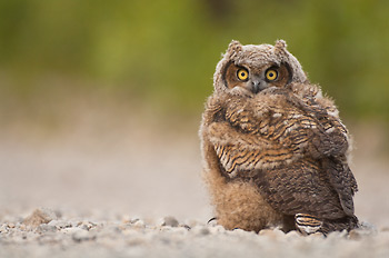Great Horned Owl chick (owlet - Bubo virginianus), in Wrangell-St. Elias National Park and Preserve, Alaska. The chicks were just flegding, and learning to fly. This little guy had landed on the grounded, and before long flew off to a nearby white spruce tree in the boreal forest. Great Horned Owl, Wrangell-St. Elias National Park and Preserve, Alaska.
