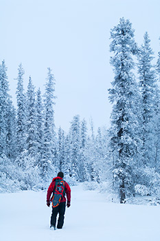 Winter snowshoeing, boreal forest, Wrangell-St. Elias National Park and Preserve, Alaska.