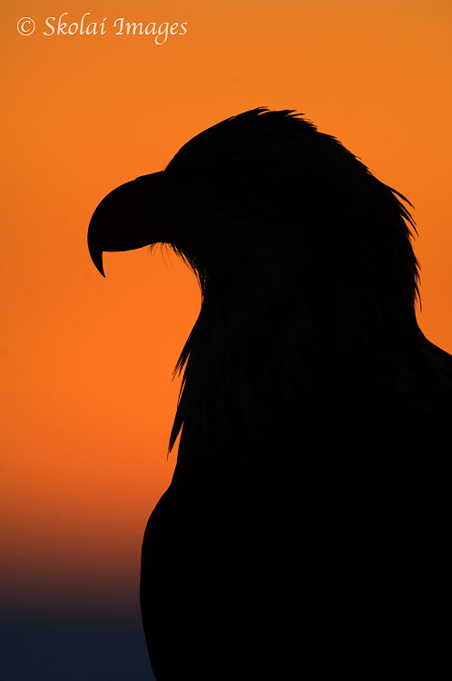 Silhouette of a bald eagle, Kachemak Bay, Homer, Alaska.