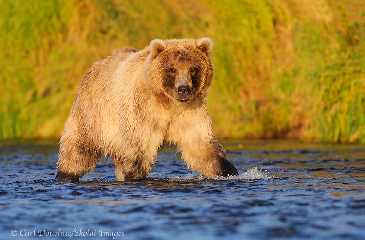 Grizzly bear walking in a salmon River, Katmai National Park, Alaska.